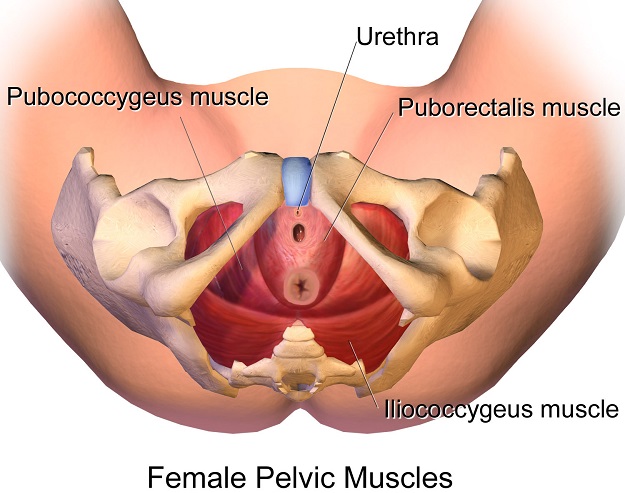 Trening mięśni dna miednicy (Kegla) dla kobiet